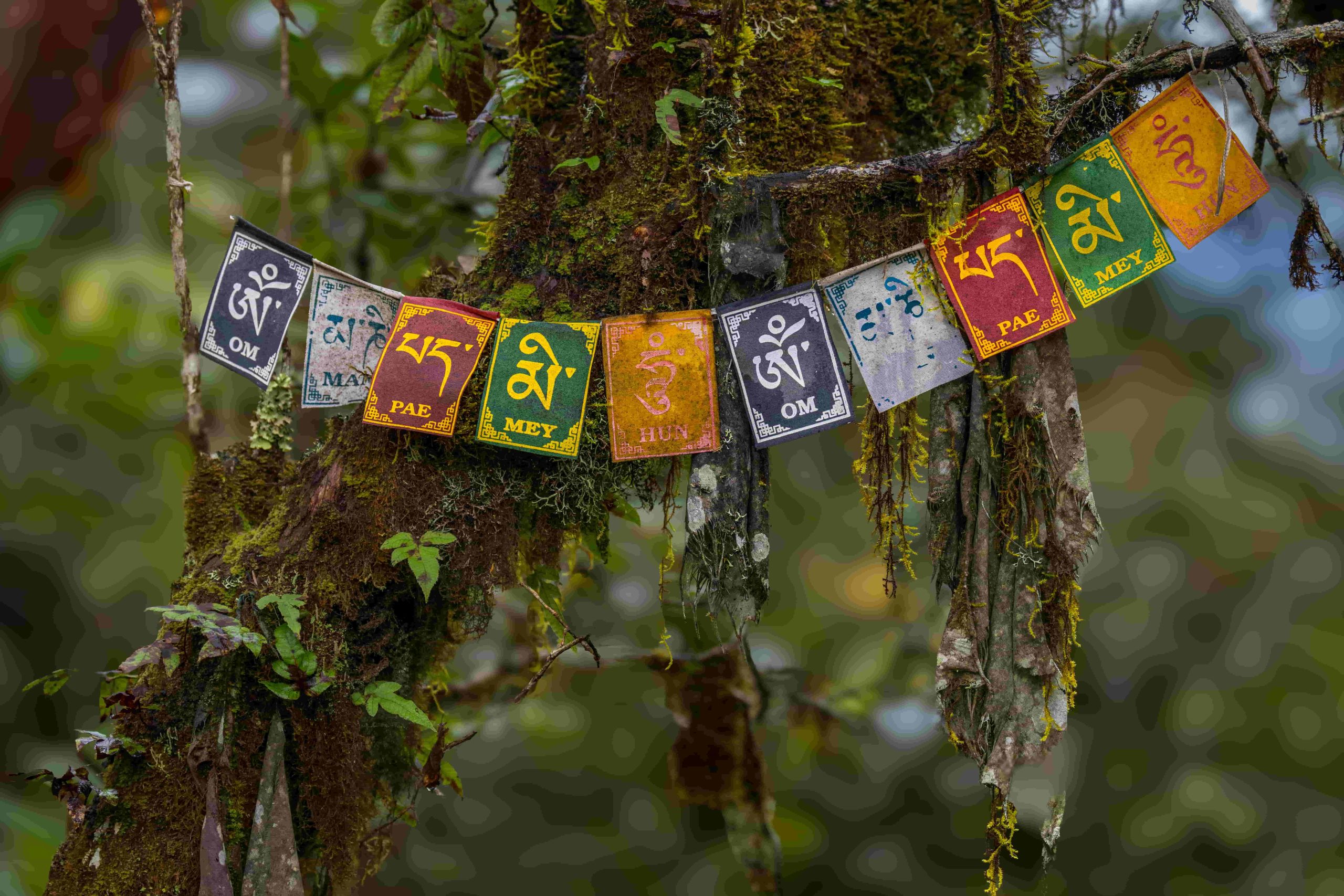 Camp at high-altitude sites with panoramic Himalayan views