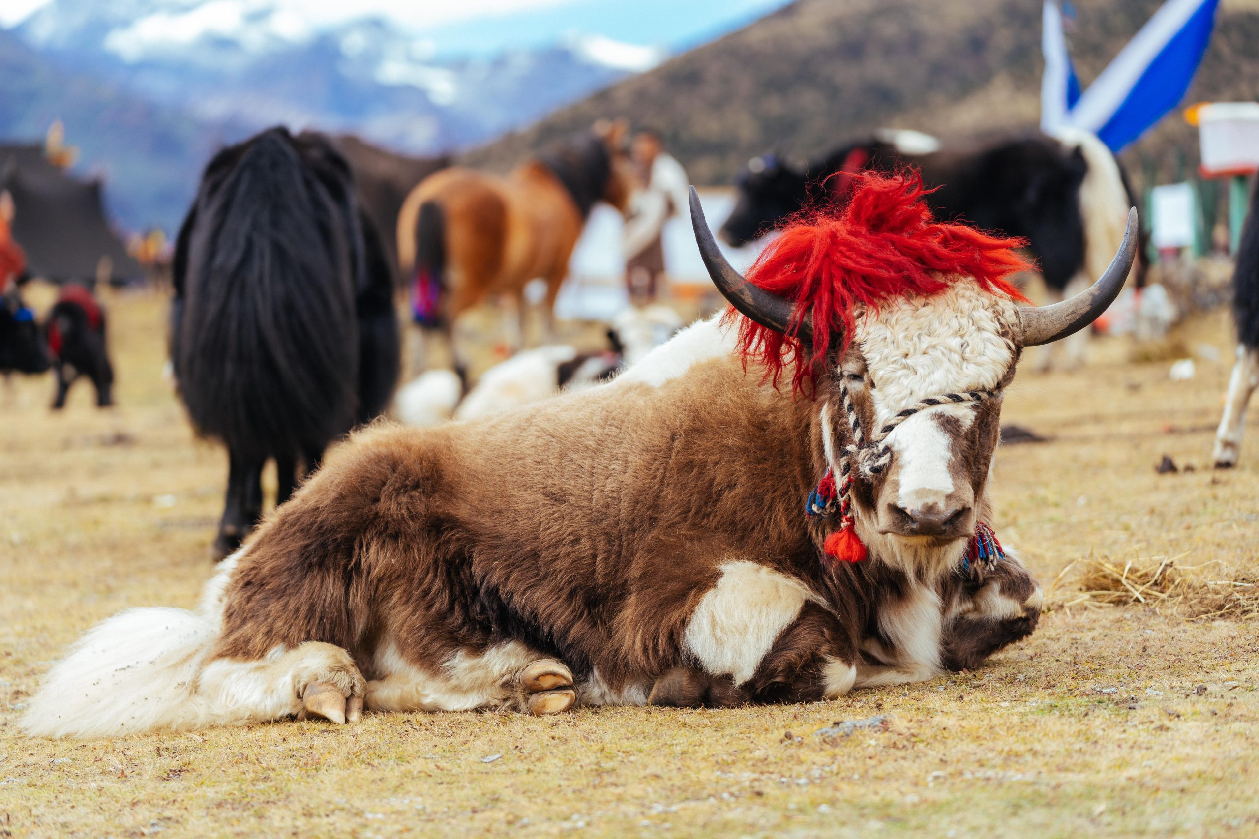 OPTIMIZED SDF INCENTIVE PACKAGES